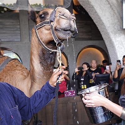 The Barn opens in Sunway Pyramid with Barny the Camel